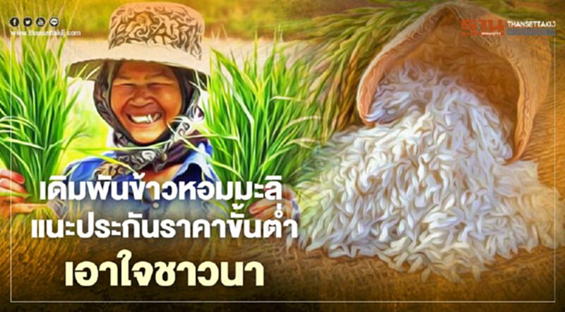 เดิมพันข้าวหอมมะลิ แนะประกันราคาขั้นต่ำเอาใจชาวนา เดิมพันข้าวหอมมะลิ แนะประกันราคาขั้นต่ำเอาใจชาวนา