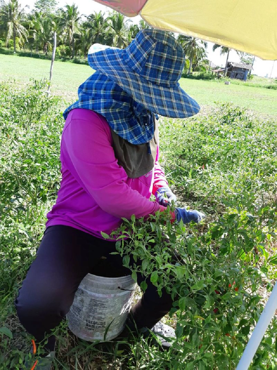 “พริกเขียวมัน” สินค้าดาวรุ่งตัวใหม่