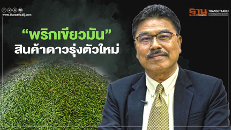 “พริกเขียวมัน” สินค้าดาวรุ่งตัวใหม่ “พริกเขียวมัน” สินค้าดาวรุ่งตัวใหม่
