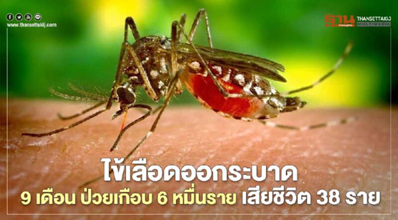 ไข้เลือดออกระบาด 9 เดือน ป่วยเกือบ 6 หมื่นราย เสียชีวิต 38 ราย ไข้เลือดออกระบาด 9 เดือน ป่วยเกือบ 6 หมื่นราย เสียชีวิต 38 ราย
