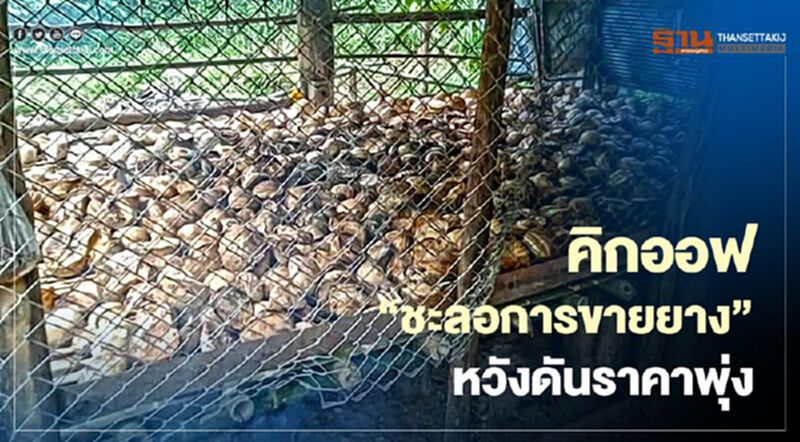 กยท. คิกออฟ “ชะลอการขายยาง” หวังดันราคาพุ่ง กยท. คิกออฟ “ชะลอการขายยาง” หวังดันราคาพุ่ง