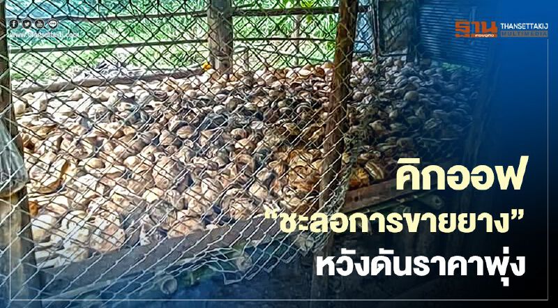 กยท. คิกออฟ “ชะลอการขายยาง” หวังดันราคาพุ่ง