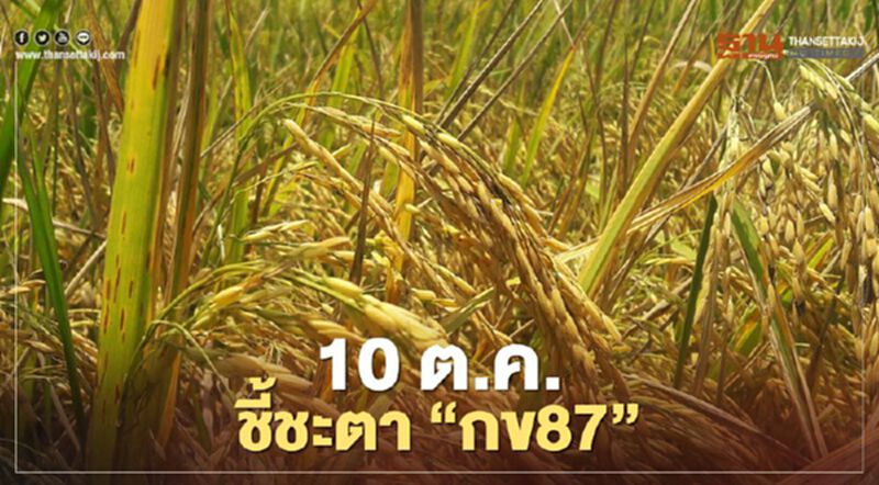 10 ต.ค. ชี้ชะตารับรองพันธุ์ข้าว “กข87” 10 ต.ค. ชี้ชะตารับรองพันธุ์ข้าว “กข87”