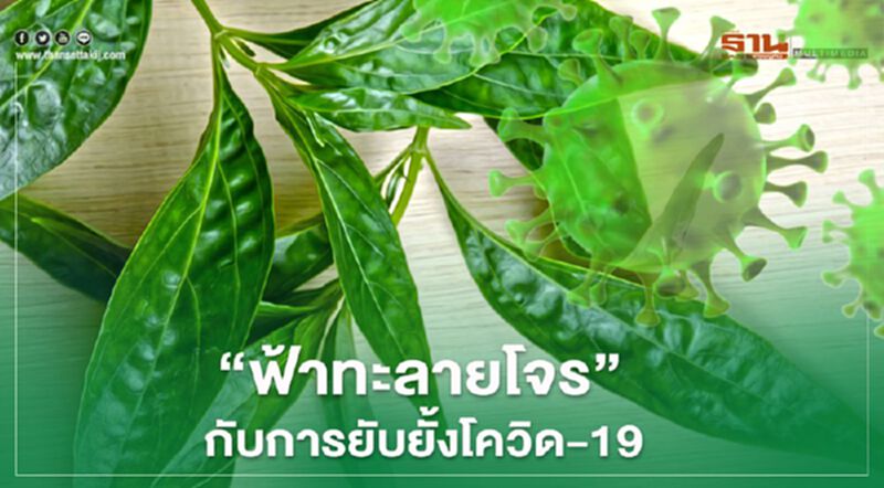 การศึกษา"ฟ้าทะลายโจร"กับการยับยั้ง"โควิด-19"(ชมคลิป) การศึกษา"ฟ้าทะลายโจร"กับการยับยั้ง"โควิด-19"(ชมคลิป)