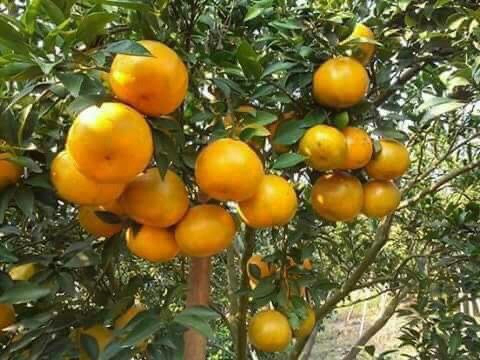 ขึ้นทะเบียน GI  ส้มแม่สิน-ข้าวหอมดินภูเขาไฟบุรีรัมย์