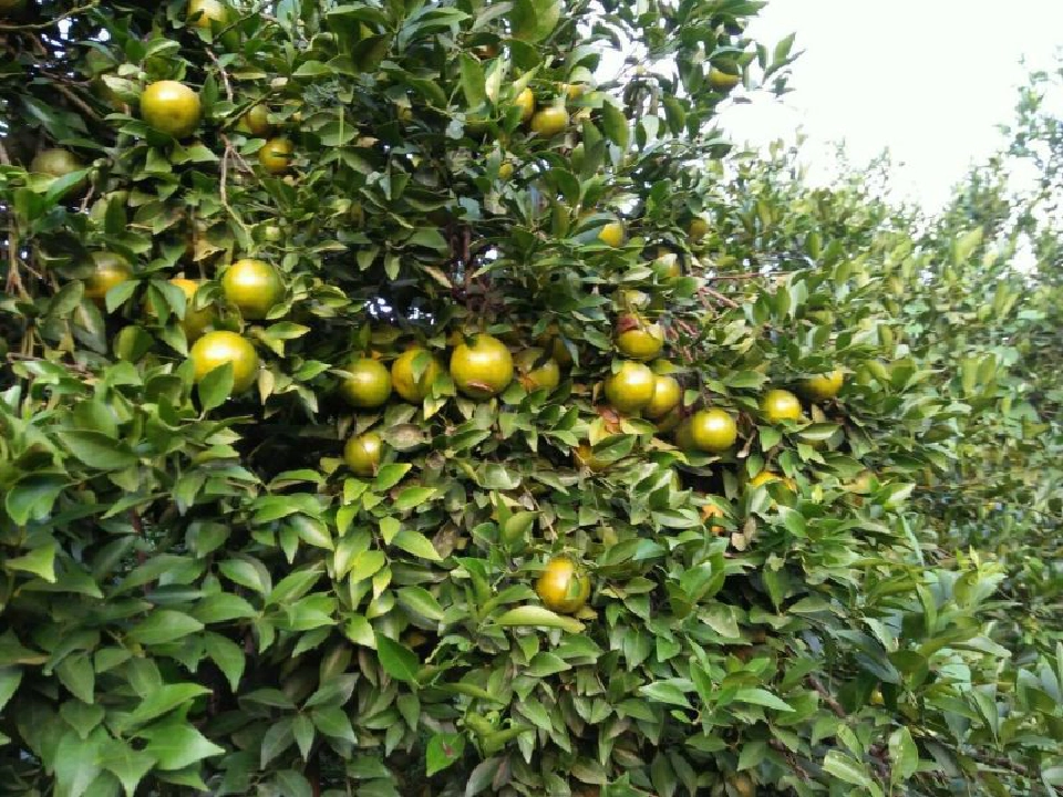 ขึ้นทะเบียน GI  ส้มแม่สิน-ข้าวหอมดินภูเขาไฟบุรีรัมย์