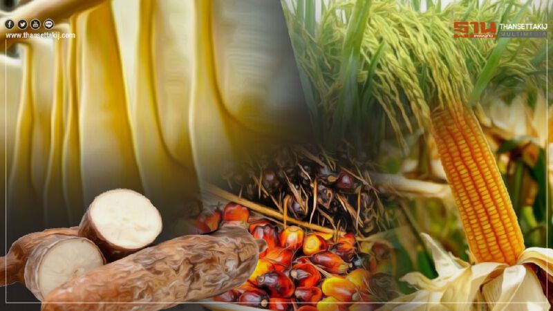 ประกันรายได้ปี2 คุมเข้ม “ข้าว-มัน” กันตุกติก