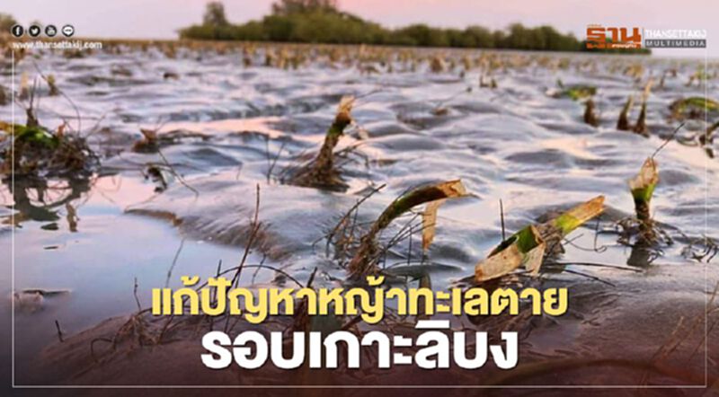 ชาวตรัง เร่งแก้ปัญหาหญ้าทะเลตาย รอบเกาะลิบง ชาวตรัง เร่งแก้ปัญหาหญ้าทะเลตาย รอบเกาะลิบง
