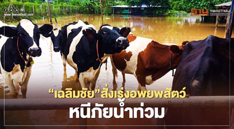 “เฉลิมชัย” สั่งเร่งอพยพสัตว์หนีภัยน้ำท่วมปากช่อง “เฉลิมชัย” สั่งเร่งอพยพสัตว์หนีภัยน้ำท่วมปากช่อง