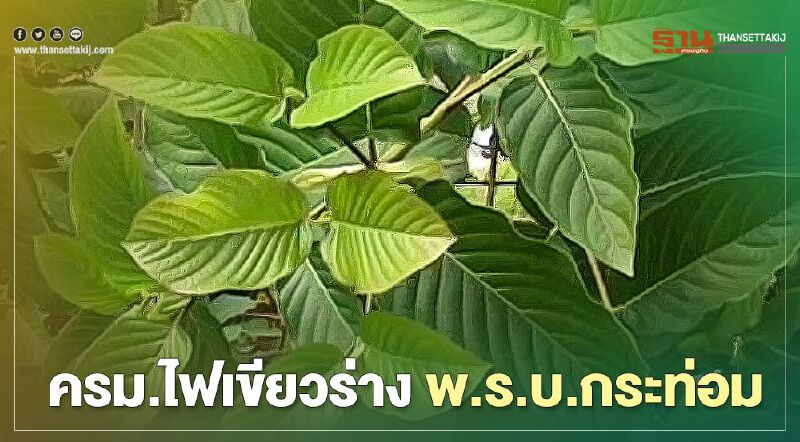 ครม. ไฟเขียว ร่างพ.ร.บ.กระท่อม ห้ามโฆษณา-ห้ามขายเด็กต่ำกว่า18