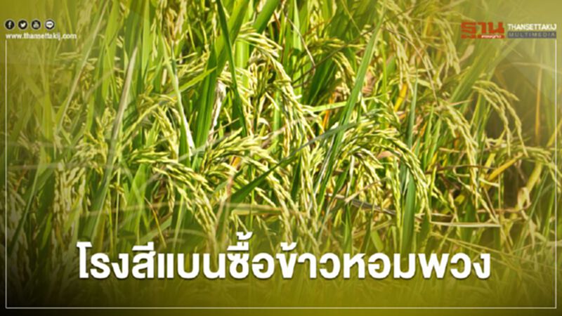 ชาวนา ตื่น โรงสีแบนซื้อข้าวหอมพวง ชาวนา ตื่น โรงสีแบนซื้อข้าวหอมพวง