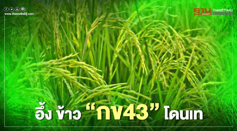 อึ้ง ข้าว “กข43” โดนเท ซ้ำรอย "ข้าวหอมพวง"