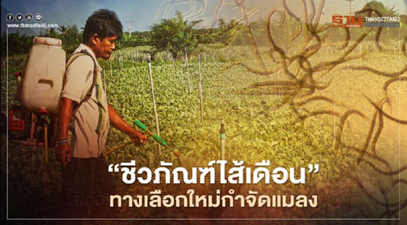 “ชีวภัณฑ์ไส้เดือน” ทางเลือกใหม่กำจัดแมลง “ชีวภัณฑ์ไส้เดือน” ทางเลือกใหม่กำจัดแมลง