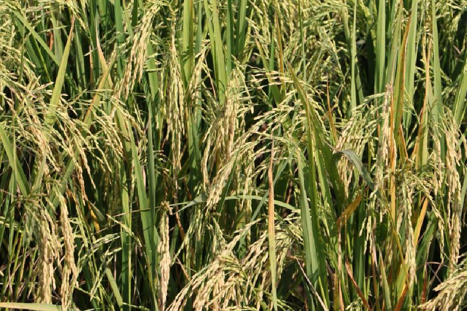 “หอมมะลิ”ส่งออกราคาต่ำสุดรอบ 5 ปี   จับตากดราคาในปท.เหลือตันละหมื่น