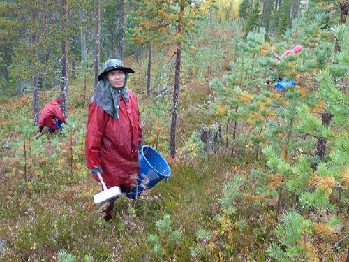 เก็บ"ผลไม้ป่าเมืองนอก"ปีนี้ทำเงินเฉียด620ล้าน