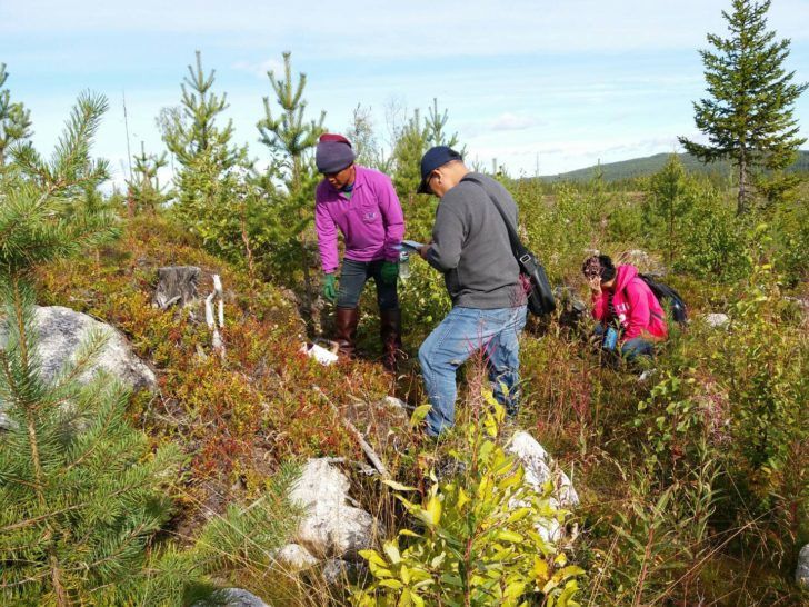 เก็บ"ผลไม้ป่าเมืองนอก"ปีนี้ทำเงินเฉียด620ล้าน