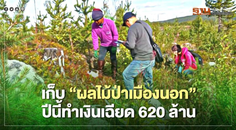 เก็บ"ผลไม้ป่าเมืองนอก"ปีนี้ทำเงินเฉียด620ล้าน เก็บ"ผลไม้ป่าเมืองนอก"ปีนี้ทำเงินเฉียด620ล้าน