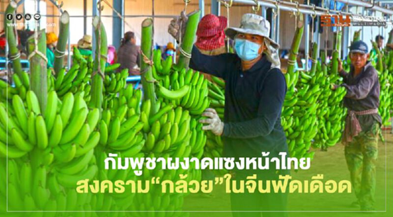 กัมพูชาผงาดแซงหน้าไทย สงคราม “กล้วย”ในจีนฟัดเดือด กัมพูชาผงาดแซงหน้าไทย สงคราม “กล้วย”ในจีนฟัดเดือด