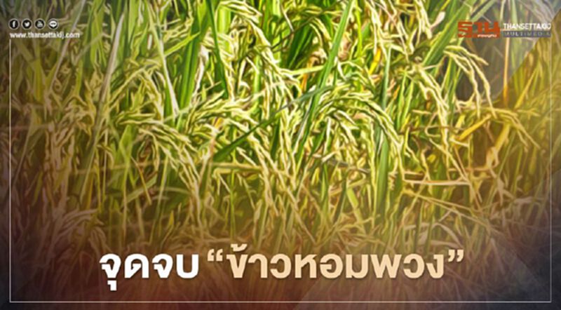 จุดจบ “ข้าวหอมพวง” จุดจบ “ข้าวหอมพวง”