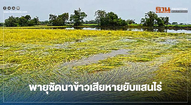 พายุซัดนาข้าวเสียหายยับแสนไร่ พายุซัดนาข้าวเสียหายยับแสนไร่