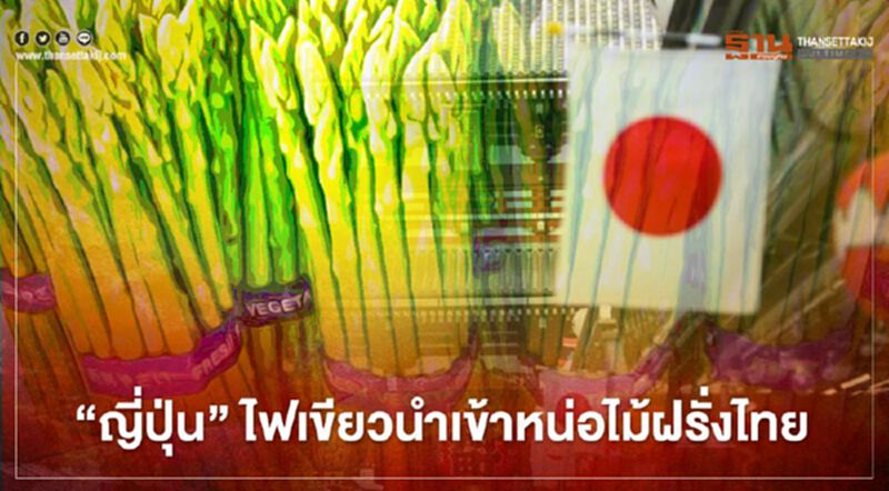 “ญี่ปุ่น” ไฟเขียวนำเข้าหน่อไม้ฝรั่งไทย “ญี่ปุ่น” ไฟเขียวนำเข้าหน่อไม้ฝรั่งไทย
