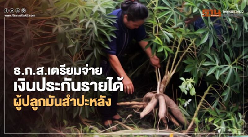 ธ.ก.ส.เตรียมจ่ายเงินประกันรายได้ผู้ปลูกมันสำปะหลัง 1 ธ.ค.นี้ ธ.ก.ส.เตรียมจ่ายเงินประกันรายได้ผู้ปลูกมันสำปะหลัง 1 ธ.ค.นี้