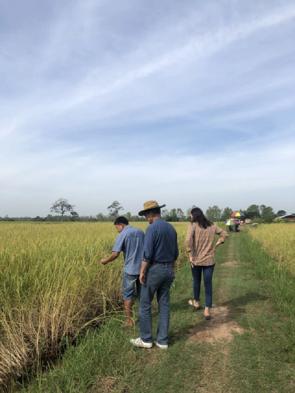 27 ต.ค. เปิดศึกแย่งซื้อข้าวหอมมะลิ