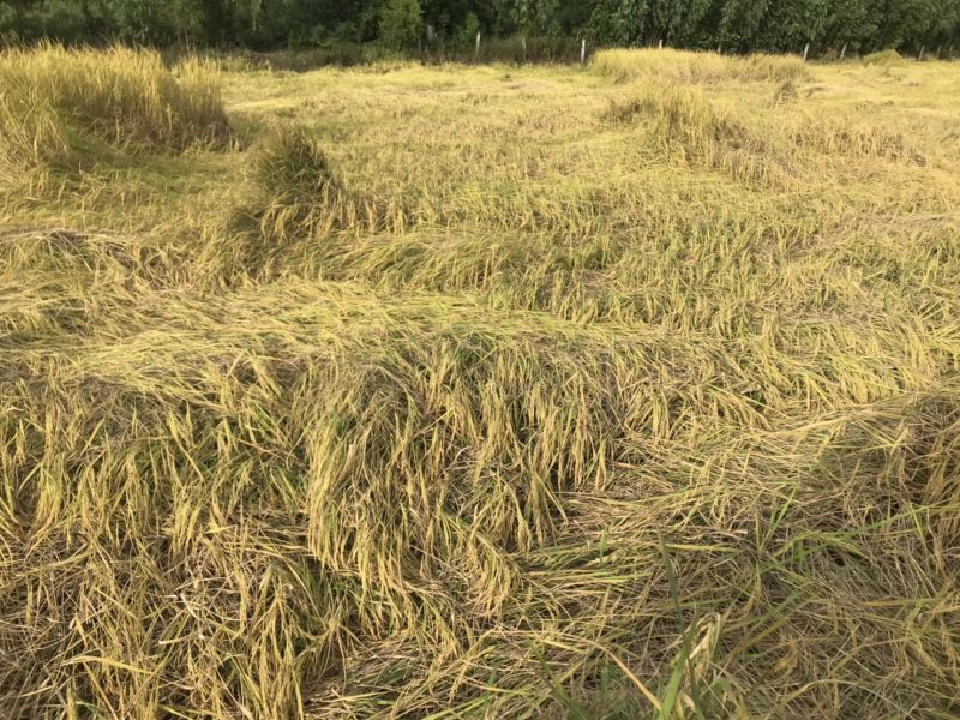 27 ต.ค. เปิดศึกแย่งซื้อข้าวหอมมะลิ