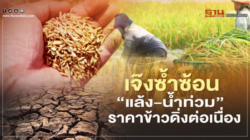 ชาวนา เจ๊งซ้ำซ้อน “แล้ง-น้ำท่วม” ราคาข้าวดิ่งต่อเนื่อง