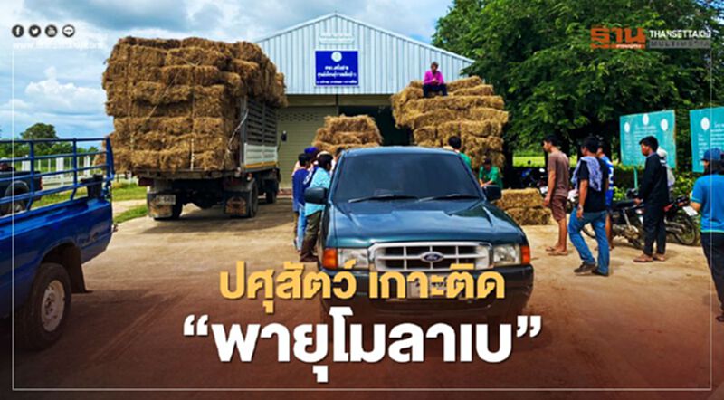 ปศุสัตว์ เกาะติด "พายุโมลาเบ” พร้อมช่วยเหลือ เกษตรกร-สัตว์เลี้ยง ปศุสัตว์ เกาะติด "พายุโมลาเบ” พร้อมช่วยเหลือ เกษตรกร-สัตว์เลี้ยง