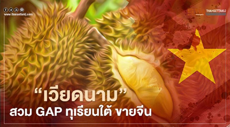 แฉ ทุเรียน “เวียดนาม” สวม GAP ทุเรียนใต้ ขายจีน แฉ ทุเรียน “เวียดนาม” สวม GAP ทุเรียนใต้ ขายจีน