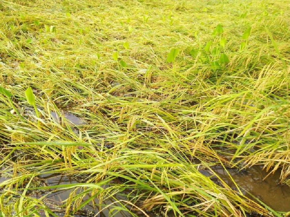 พายุซัด นาข้าวล้ม-จมน้ำ ราคาหลุด 9 พันบาท -โรงสีไม่รับซื้อ