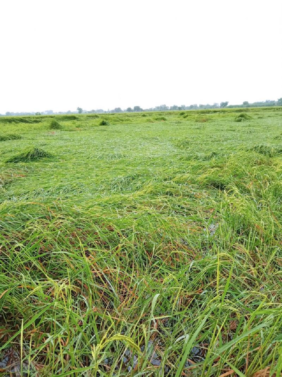 พายุซัด นาข้าวล้ม-จมน้ำ ราคาหลุด 9 พันบาท -โรงสีไม่รับซื้อ