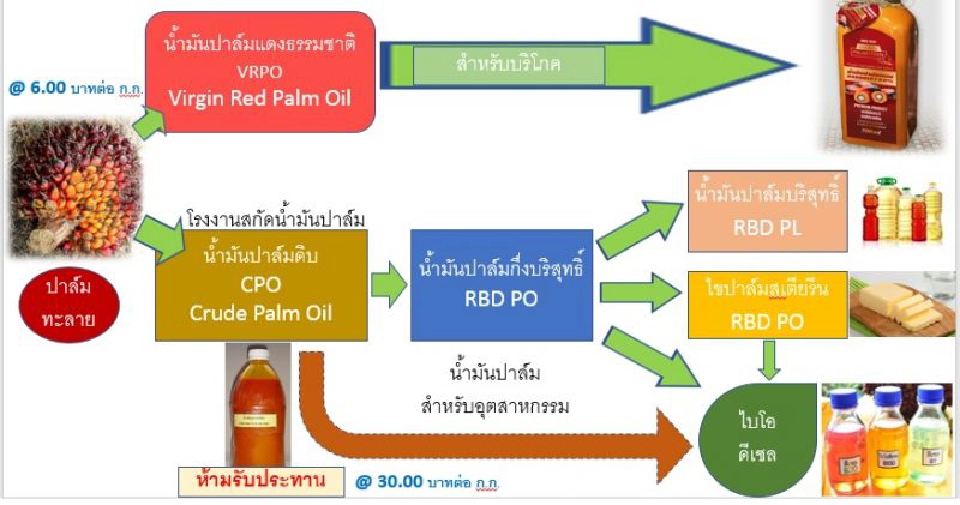 อาชีพใหม่ หนีวัฏจัร “ข้าว-ปาล์ม” ราคาตก