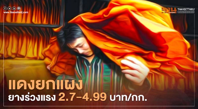 แดงยกแผง ยางร่วงแรง 2.7-4.99 บาท/กก. แดงยกแผง ยางร่วงแรง 2.7-4.99 บาท/กก.