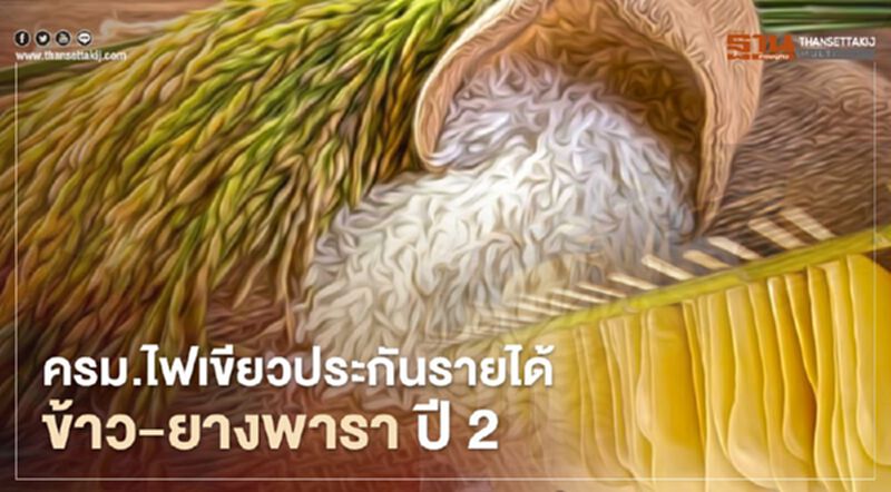 ครม.ไฟเขียวประกันรายได้ข้าว-ยางพารา ปี 2 ครม.ไฟเขียวประกันรายได้ข้าว-ยางพารา ปี 2