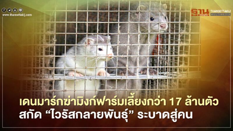 เดนมาร์กฆ่ามิงก์ฟาร์มเลี้ยงกว่า 17 ล้านตัว สกัด "ไวรัสกลายพันธุ์" ระบาดสู่คน เดนมาร์กฆ่ามิงก์ฟาร์มเลี้ยงกว่า 17 ล้านตัว สกัด "ไวรัสกลายพันธุ์" ระบาดสู่คน