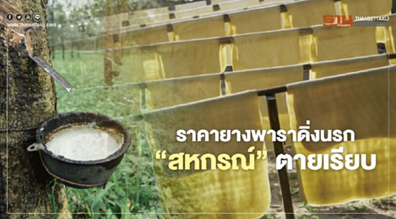 ราคายางพาราดิ่งนรก “สหกรณ์” ตายเรียบ ราคายางพาราดิ่งนรก “สหกรณ์” ตายเรียบ