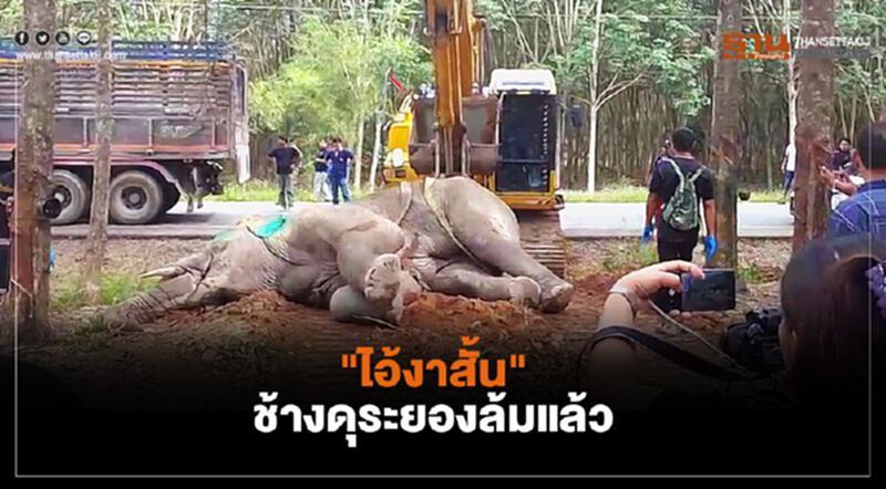 "ไอ้งาสั้น"ช้างดุระยองล้มแล้ว "ไอ้งาสั้น"ช้างดุระยองล้มแล้ว