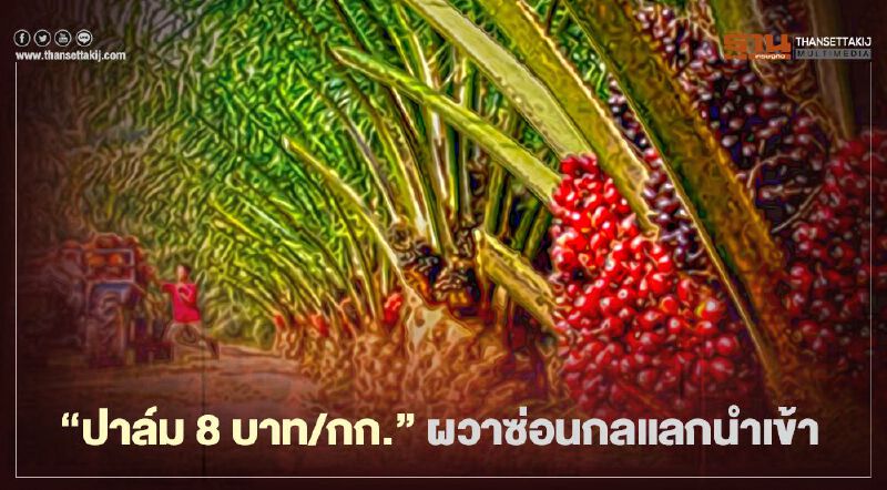 ได้เห็นแน่ “ราคาปาล์ม 8 บาท/กก.”  ผวาซ่อนกลแลกนำเข้า
