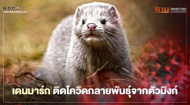 ผวา "เดนมาร์ก” พบ ผู้ติดเชื้อโควิด-19 กลายพันธุ์ในตัวมิงค์