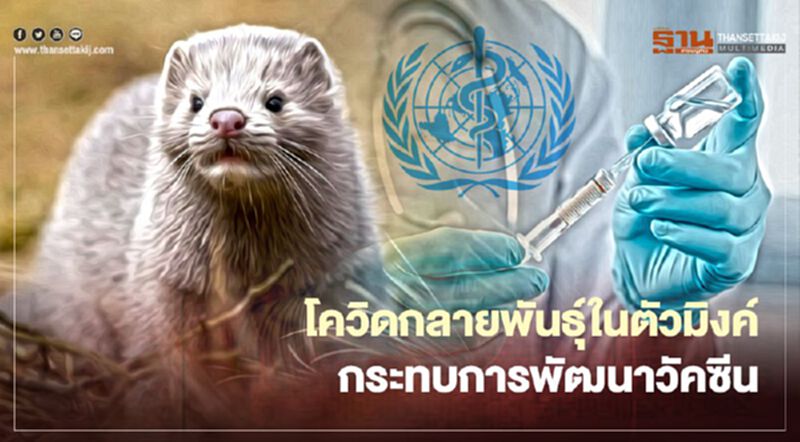 WHO ยังไม่ฟันธงโควิดกลายพันธุ์ในตัวมิงค์กระทบการพัฒนาวัคซีน WHO ยังไม่ฟันธงโควิดกลายพันธุ์ในตัวมิงค์กระทบการพัฒนาวัคซีน