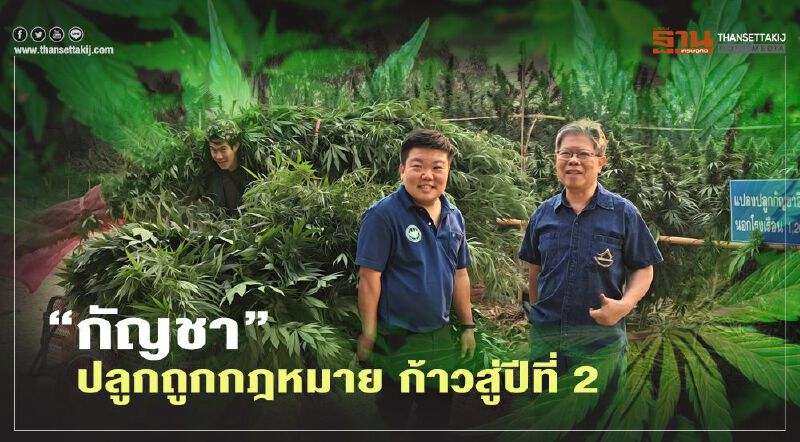 “กัญชา” ปลูกถูกกฎหมาย ก้าวสู่ปีที่2
