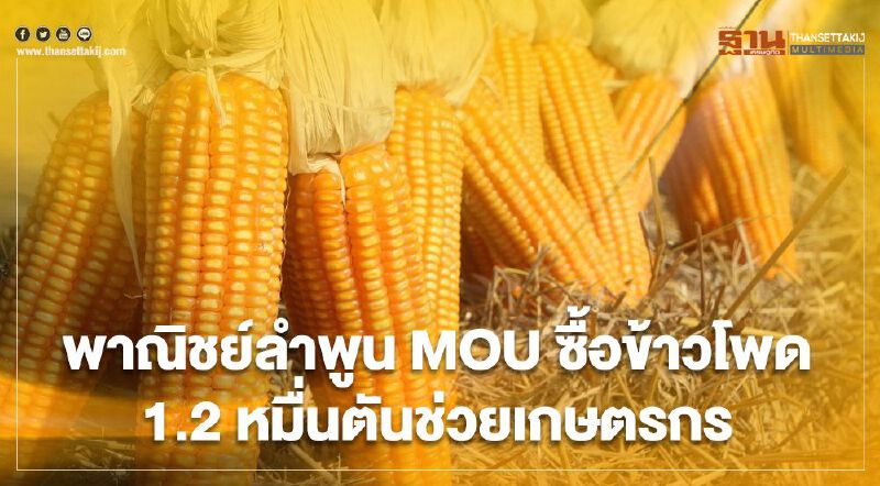 พาณิชย์ลำพูนMOU ซื้อข้าวโพด  1.2หมื่นตันช่วยเกษตรกร