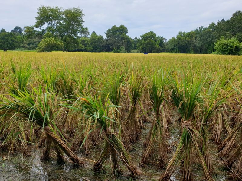 พาณิชย์บุรีรัมย์ ขอชาวนา  เก็บข้าวในยุ้งฉาง-ชะลอขาย