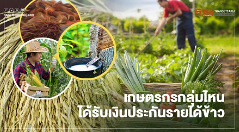 ไขข้อสงสัย “ประกันรายได้ข้าว” เกษตรกรกลุ่มไหนได้รับเงินเยียวยา ไขข้อสงสัย “ประกันรายได้ข้าว” เกษตรกรกลุ่มไหนได้รับเงินเยียวยา