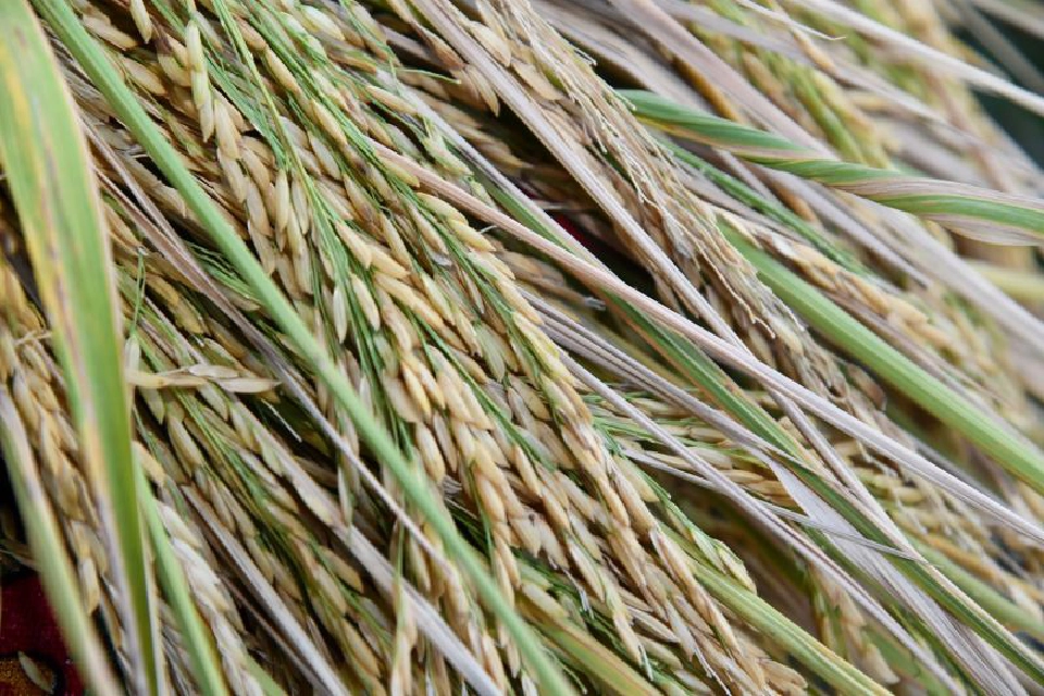 ดัน “หอมมะลิทุ่งกุลาร้องไห้”  สินค้า GI ต้นแบบสู่ตลาดโลก