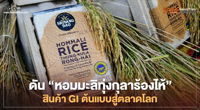 ดัน “หอมมะลิทุ่งกุลาร้องไห้” สินค้า GI ต้นแบบสู่ตลาดโลก ดัน “หอมมะลิทุ่งกุลาร้องไห้” สินค้า GI ต้นแบบสู่ตลาดโลก