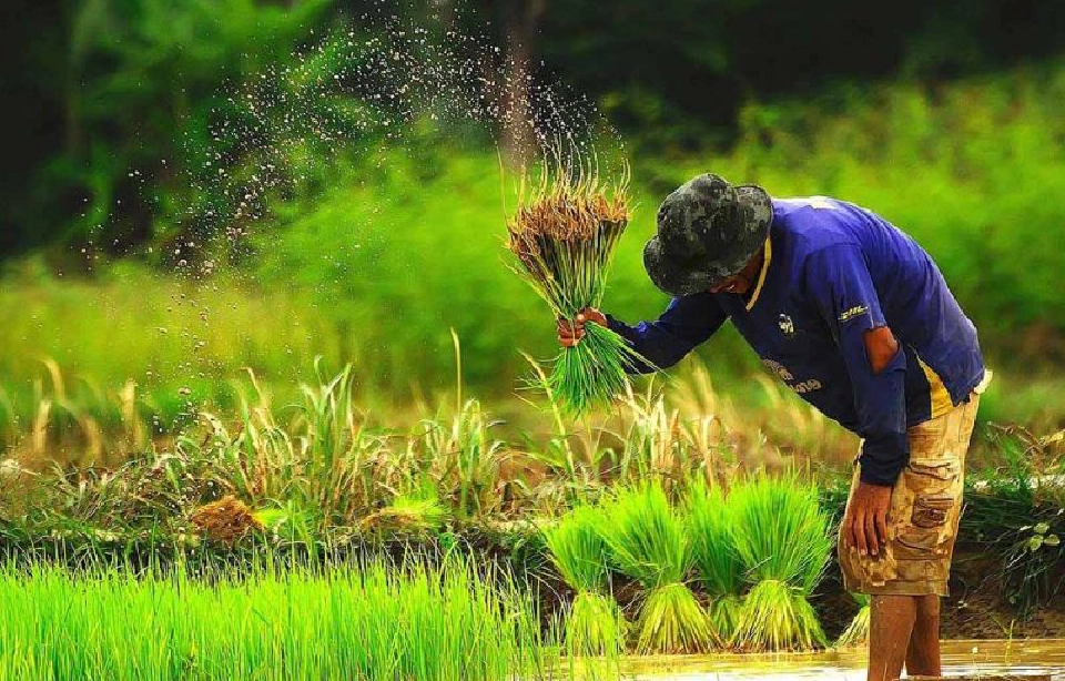ข้าวไทยลุ้นแบ่งเค้ก  จีทูจีอินโดฯ1.5ล้านตัน