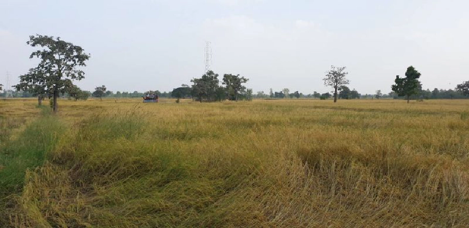 ข้าวไทยลุ้นแบ่งเค้ก  จีทูจีอินโดฯ1.5ล้านตัน